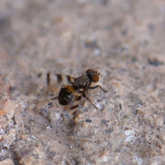Ulidiidae