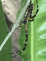 Argiope aurantia