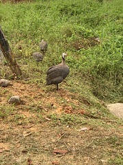Numida meleagris domesticus