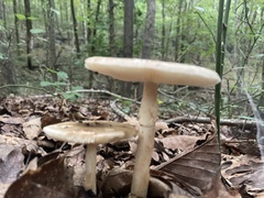 Amanita
