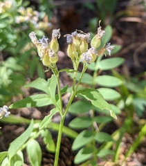 Polemonium californicum