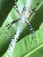 Argiope aurantia