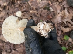 Amanita