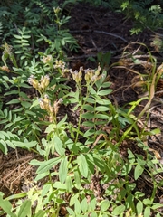 Polemonium californicum