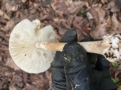 Amanita