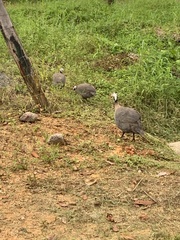 Numida meleagris domesticus