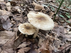 Amanita