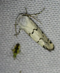 Grotella binda