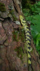 Abronia taeniata