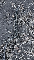Pituophis catenifer