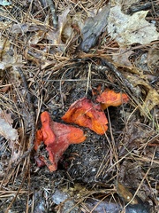 Hypomyces lactifluorum