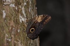 Caligo telamonius memnon