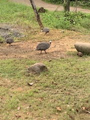 Numida meleagris domesticus