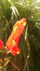 Lamourouxia macrantha