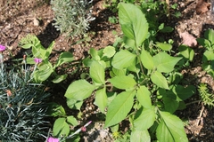 Bidens alba