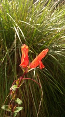 Lamourouxia macrantha