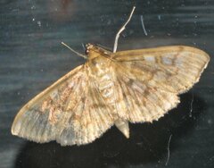 Herpetogramma pertextalis