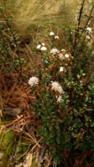 Oxylobus arbutifolius