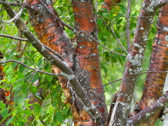 Prunus maackii