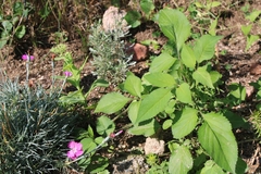 Bidens alba