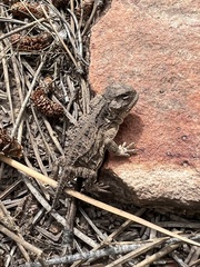 Phrynosoma hernandesi