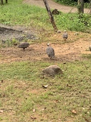 Numida meleagris domesticus