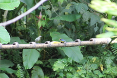 Euphonia xanthogaster