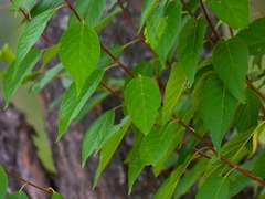 Prunus maackii