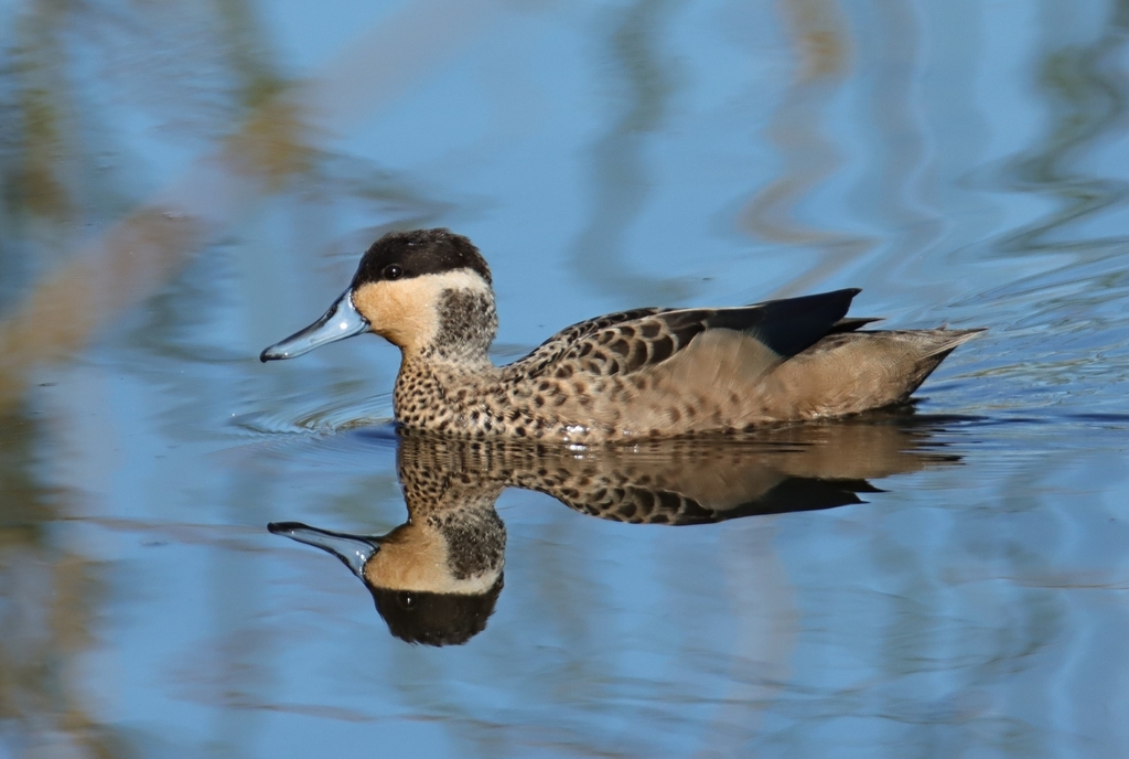 Blue-billed Teal (Spatula hottentota) photo