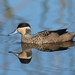 Blue-billed Teal - Photo (c) Roy Holtzkampf, some rights reserved (CC BY-NC), uploaded by Roy Holtzkampf