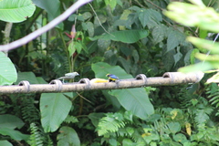 Euphonia xanthogaster