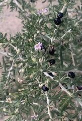 Lycium ruthenicum
