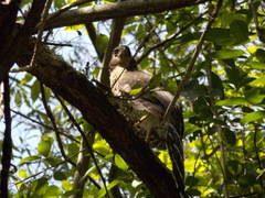 Micrastur semitorquatus