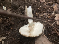 Amanita
