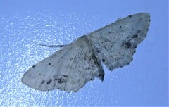 Idaea dimidiata