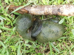Pomacea maculata