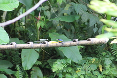 Euphonia xanthogaster
