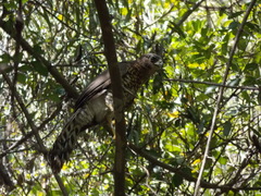 Micrastur semitorquatus