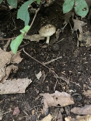 Amanita