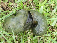 Pomacea maculata