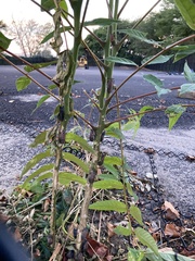 Lycorma delicatula