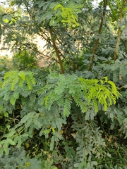 Prosopis juliflora