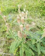 Astragalus alopecurus