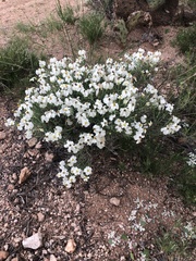Zinnia acerosa