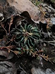 Echinofossulocactus crispatus