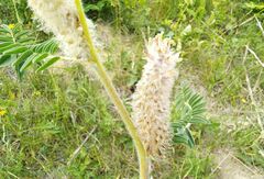Astragalus alopecurus