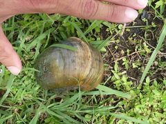 Pomacea maculata