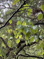 Tilia americana