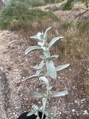 Mercurialis tomentosa