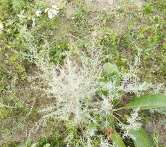 Artemisia dracunculus glauca